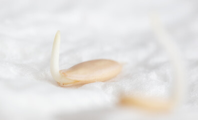 Cucumber seeds germinate for seedlings.