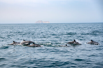 Fototapeta premium wild dolhpines