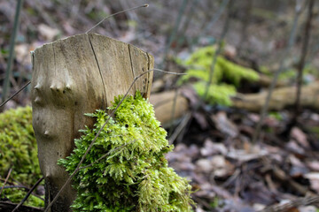 Baum Stumpf mit moos