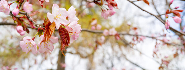 Sakura blossom in spring. Beautiful pink flowers of the tree.