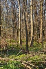 Spring forest, still bare trees, but the ground is covered with a green carpet of grass, on which small, yellow flowers can be seen.