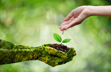 Girl hands watering the trees growing in green hands on bokeh green background. 