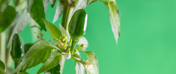 Close up of green chili peppers