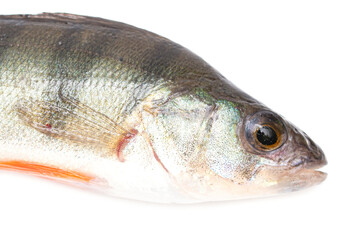 Perch fish isolated on white background.