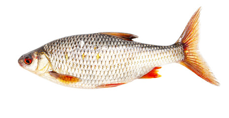 Redfin fish isolated on white background.