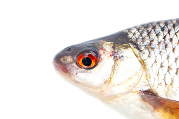 Fish head isolated on a white background.