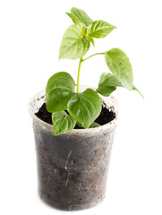 Bell pepper seedlings on a white background.