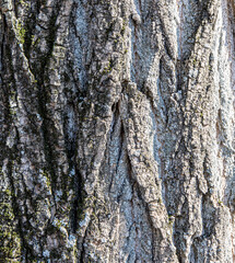 Bark on a tree as an abstract background.