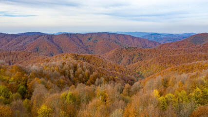 A beautiful road view through the forest in autumn.