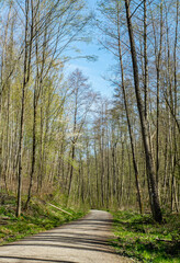 Waldweg