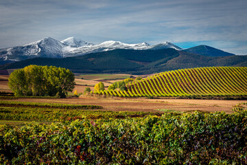 Vineyards with San Lorenzo mountain as background, La Rioja, Spain - obrazy, fototapety, plakaty
