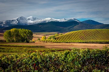 Foto op Plexiglas Vineyards with San Lorenzo mountain as background, La Rioja, Spain © Noradoa