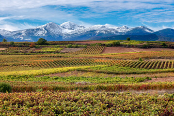 Fototapeta na wymiar Vineyards with San Lorenzo mountain as background, La Rioja, Spain