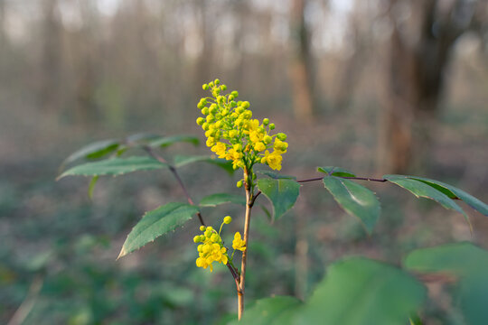 Yellow flowers of a holly leaved berberry