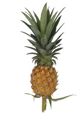 Fototapeta premium pineapple isolated on white