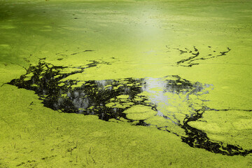 Small pond covered with green duckweeds