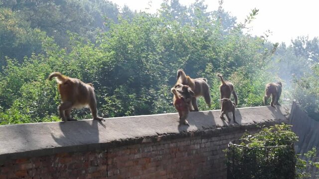 Monkeys in single file cross brick wall in Pashupatinath Temple, Nepal