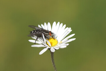 Female Flesh fly, Sarcophaga. Family Flesh flies, Sarcophagidae. On a flower of common daisy Bellis...