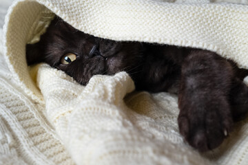 Cute black cat sleeps covered with warm blanket