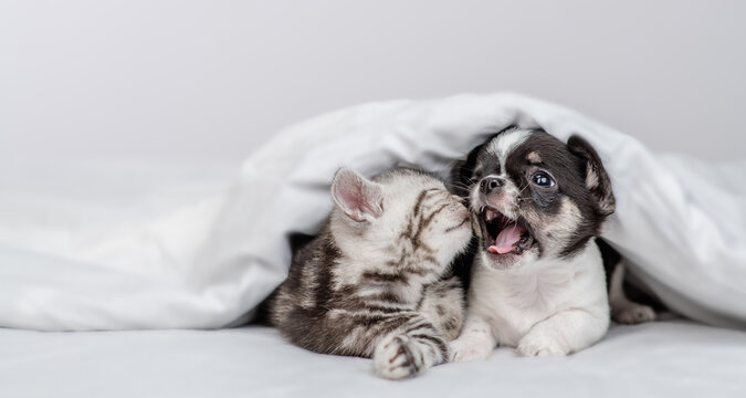 Cute kitten kisses tiny chihuahua puppy under warm blanket on a bed at home. Empty space for text