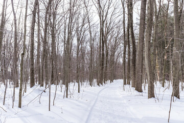 Fototapeta premium The forest around Nicolet (Quebec, Canada), in winter