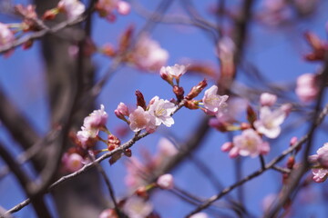桜　日本の花　春