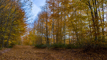 A beautiful road view through the forest in autumn.