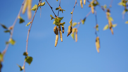  Spring trees background