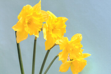 Large-crowned yellow daffodils with a corrugated crown.