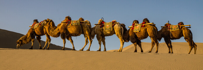 Camel caravan in the Gobi desert of Dunhuang Gansu China 