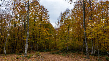 Fototapeta premium A beautiful road view through the forest in autumn.