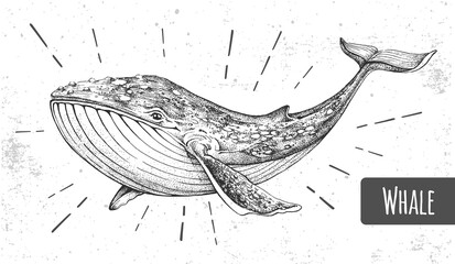 Realistic illustration of whale on grunge background. Vector illustration © annbozhko