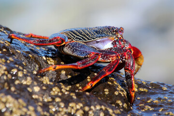 rote_Klippenkrabbe
