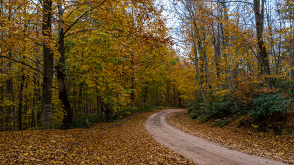 Fototapeta premium A beautiful road view through the forest in autumn.