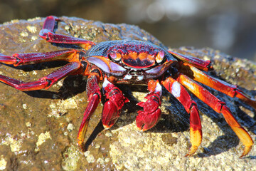 rote_Klippenkrabbe