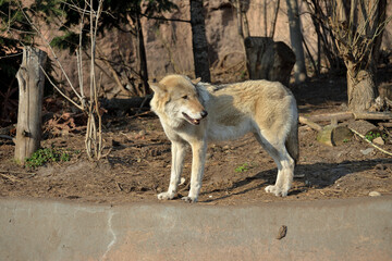 Wolf (Canis lupus), also known as gray wolf or grey wolf in zoo's aviary