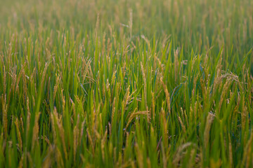 Green rice grows in water
