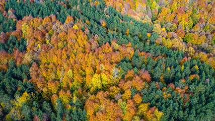 Beautiful autumnal landscape in the forest from hendek in Turkey