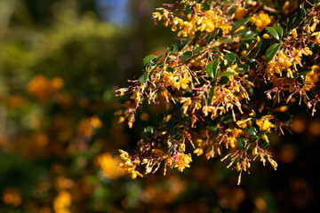 The bright orange flowers of Apricot Queen, Berberis x lologensis in spring.
