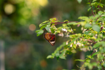 Butterfly in natural environment. Closeup, macro shot