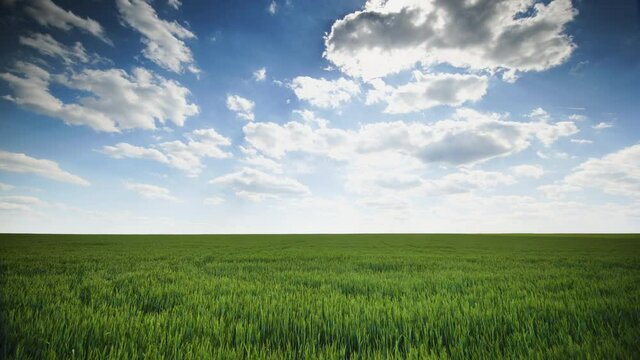 Fresh green wheat field agains blue sky and fluffy white clouds, 4k video