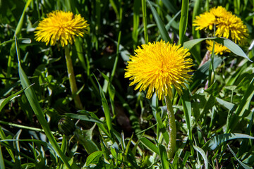 Dandelions on a background of green grass. Spring flowering of yellow dandelions. Three inflorescences are visible. 