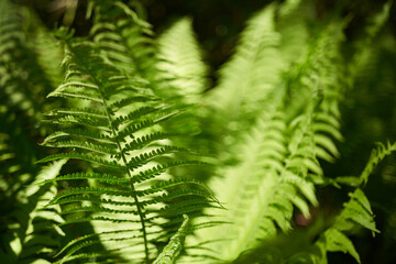 A abstract closeup of fresh green fern leaves in the dappled woodland sunshine, UK Landscape.