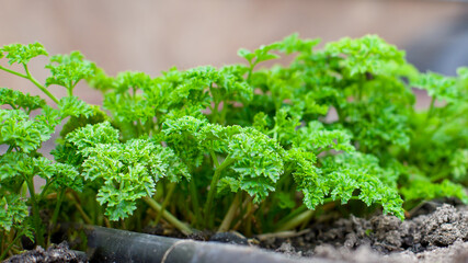 Curly parsley growing in the garden