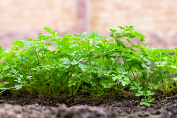 plant growing in a garden, Parsley