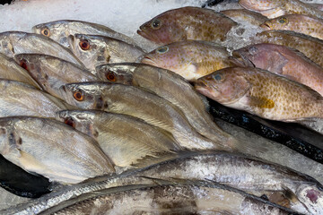 Fresh fish on the market