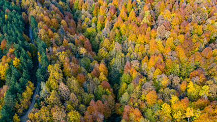 Beautiful autumnal landscape in the forest from hendek in Turkey
