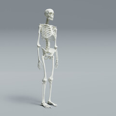 3d rendered illustration of a skeleton