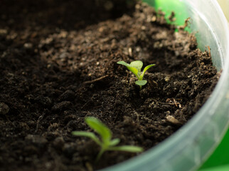 Flower seedling