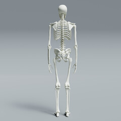 3d rendered illustration of a skeleton